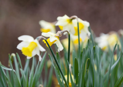 Lovely daffodils in the garden.