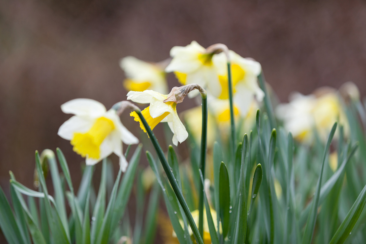Lovely daffodils in the garden.