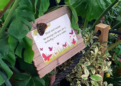 A butterfly resting on a sign in a tropical greenhouse