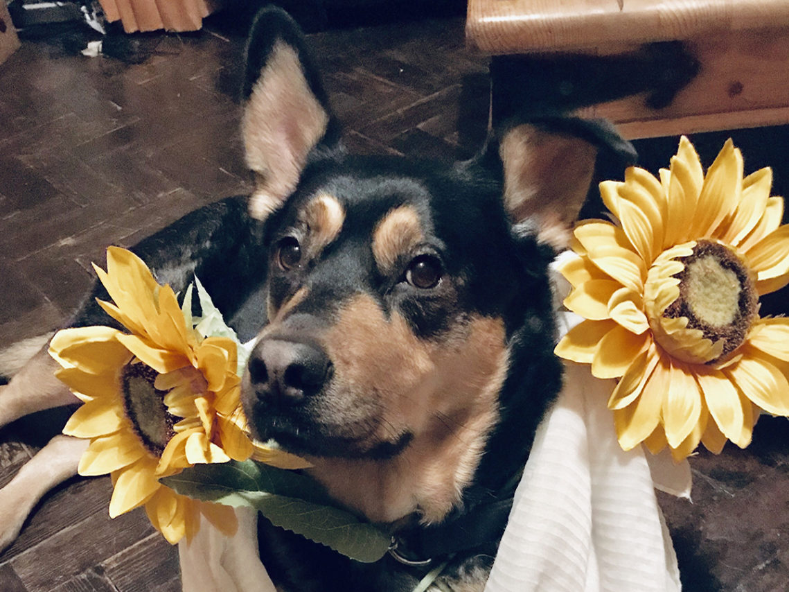Dog dressed up with two sunflowers at Princess Christian Care Home