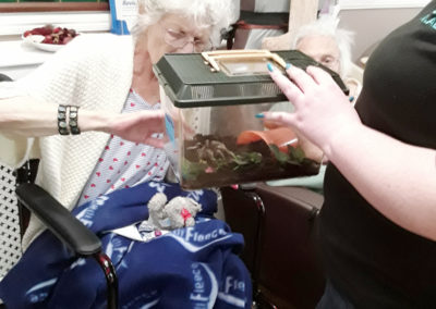 Resident viewing a Zoolab tarantula at Meyer House Care Home
