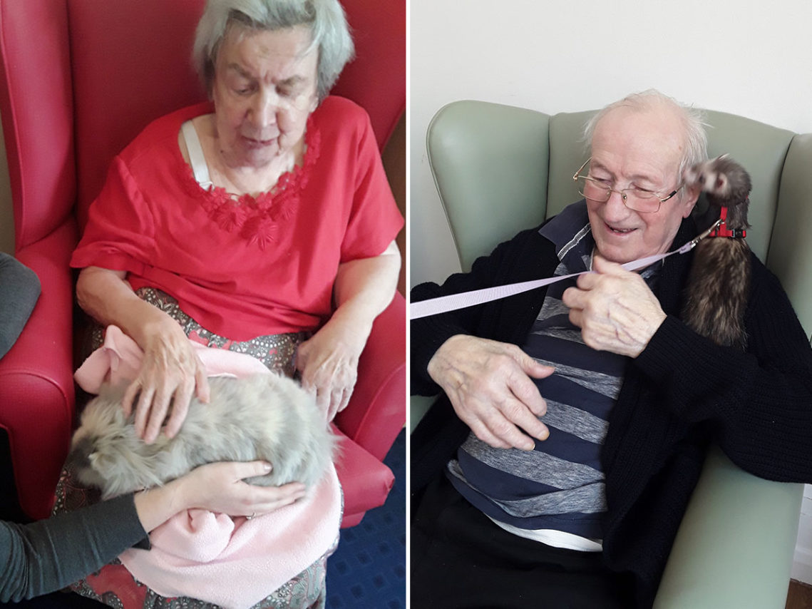A seated female resident stroking a fluffy rabbit and a gentleman resident being tickled by a ferret