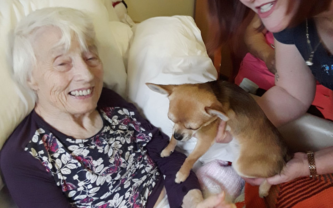 Heston the dog visits Hengist Field Care Home