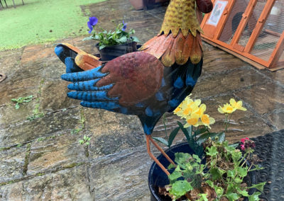A colourful metal cockerel in the garden at Lulworth House Residential Care Home