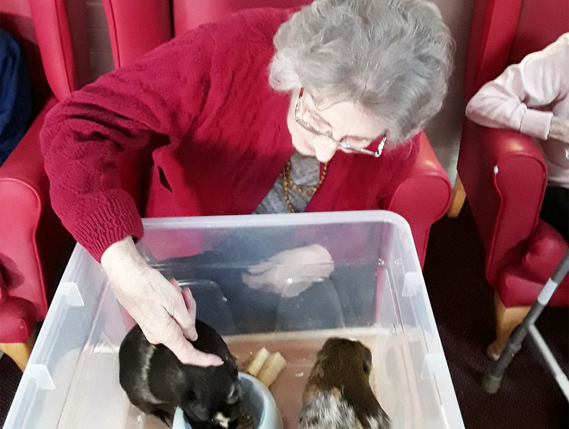 Lady resident at Lulworth House Care Home stroking two Guinea pigs
