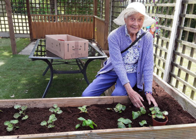 Lady resident at The Old Downs Residential Care Home planting some plants in the garden raised beds