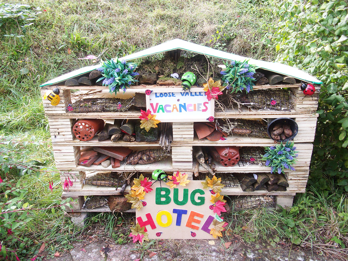 A bugs life at Loose Valley Care Home