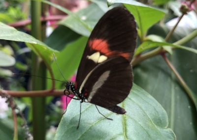 Sonya Lodge residents visit Hall Place Butterfly Jungle Experience 1