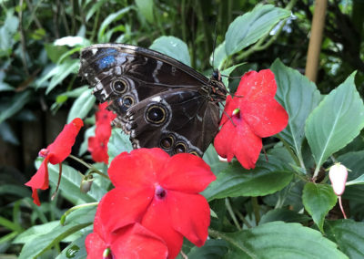 Sonya Lodge residents visit Hall Place Butterfly Jungle Experience 3