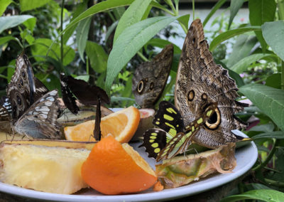 Sonya Lodge residents visit Hall Place Butterfly Jungle Experience 4