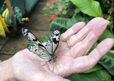 Sonya Lodge residents visit Hall Place Butterfly Jungle Experience 6