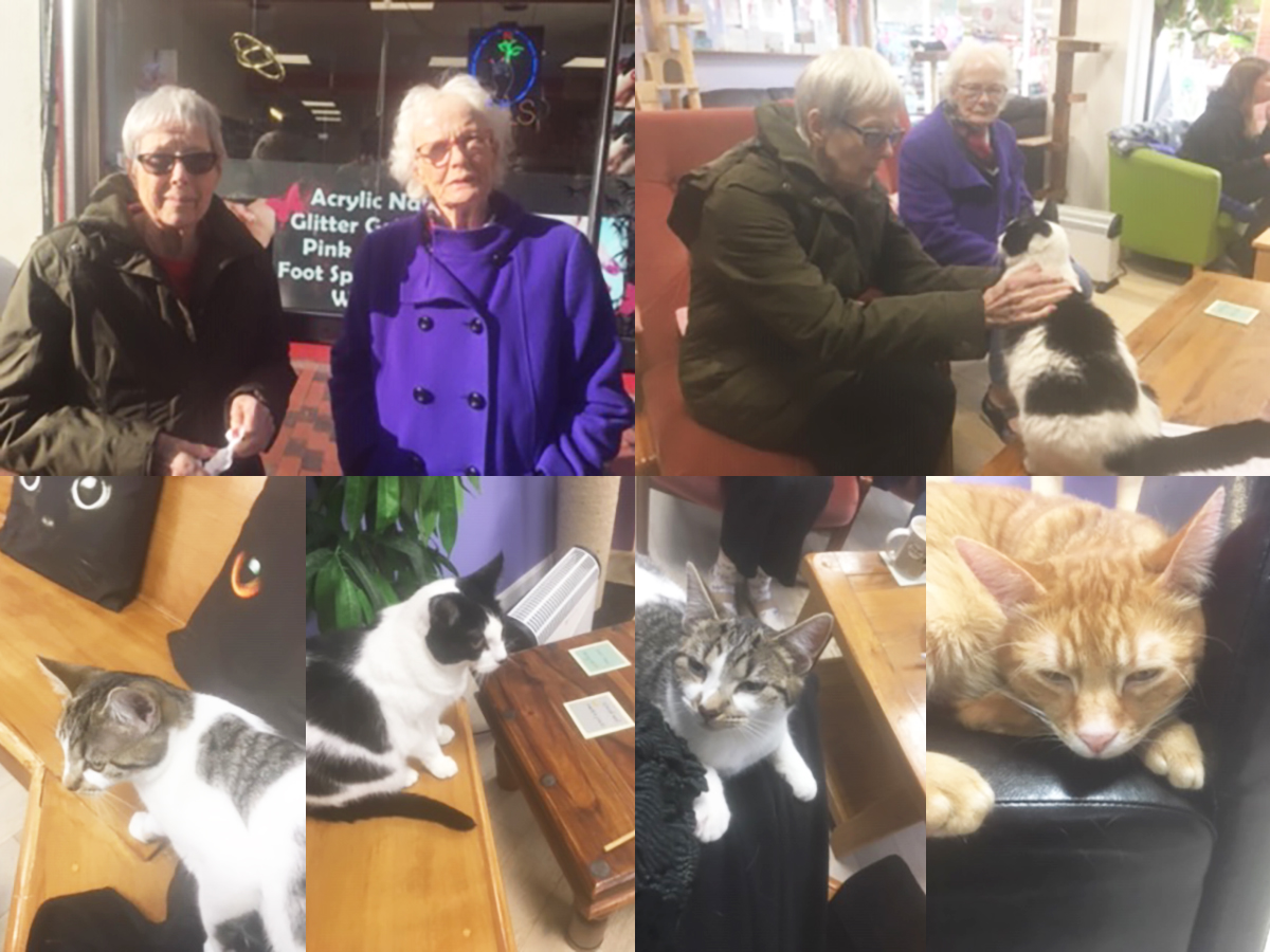 Lulworth House Residential Care Home ladies enjoy coffee, cake and cats